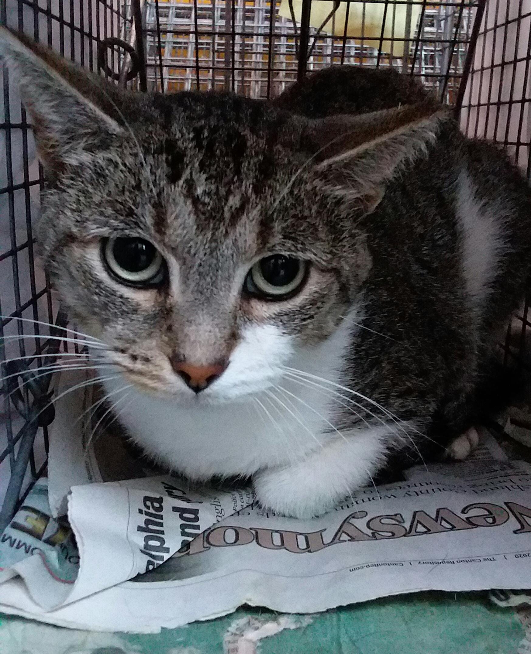 does neutering hurt cats